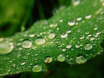 Close-up of raindrops on leaves