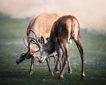 Close-up of deer standing on field