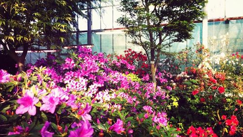 Pink flowers blooming in park