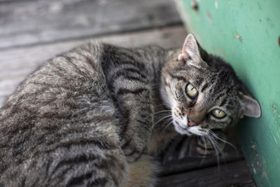 Close-up portrait of a cat