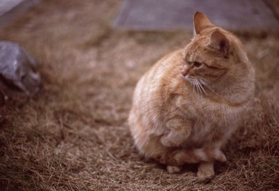 Cat looking away