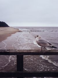 Seagull flying over sea