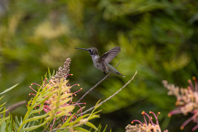 Close up view of an anna's hummingbird in southern california