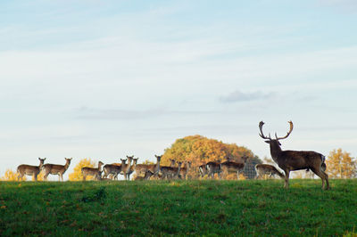 Deer standing on grassy field against sky