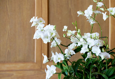 Close-up of white flowering plant