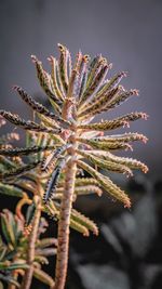 Close-up of frost on plant