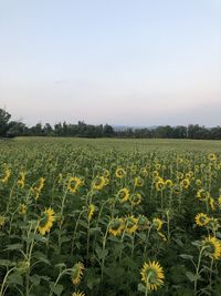 Scenic view of yellow flower field against sky