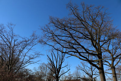 Low angle view of bare trees against sky