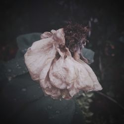 Close-up of flower against blurred background