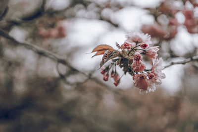 Close-up of cherry blossoms in spring