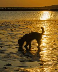 Dog on beach at sunset