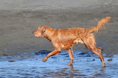 Full length of dog running in water