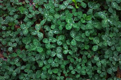 Full frame shot of raindrops on plant