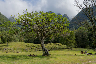 Trees on field against sky