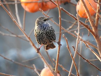 Starling perching on plant