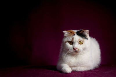 Close-up portrait of cat