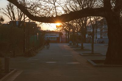 Sun shining through bare trees