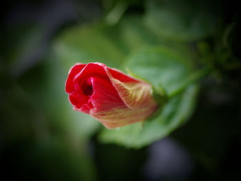 Close-up of red rose