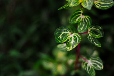 Close-up of fresh green plant