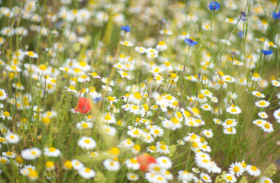 Close-up of fresh white flowers in field