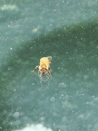 View of crab in frozen water
