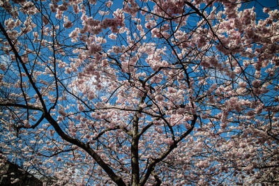 Low angle view of white flowers on tree