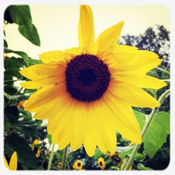 Close-up of sunflower