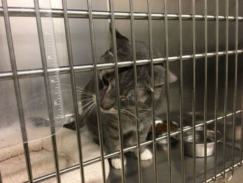 Close-up of cat in cage