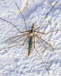 High angle view of insect flying in snow