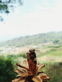 Close-up of wilted plant on field against sky