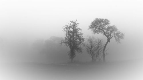 Trees on snow covered landscape in foggy weather