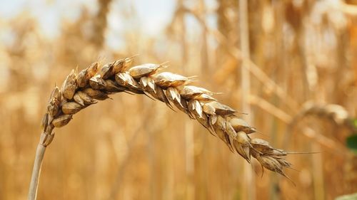 Close-up of wheat growing on field