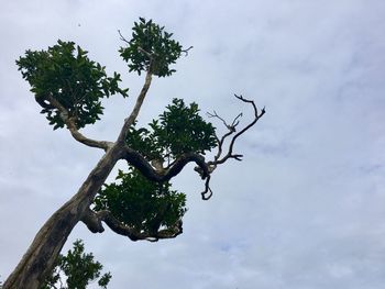 Low angle view of bird on branch against sky