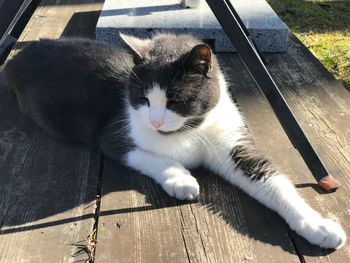 High angle portrait of cat relaxing on wood