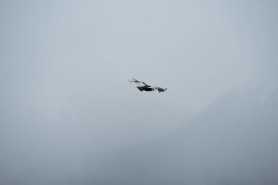 A condor flying over the perito moreno glacier