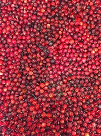 Full frame shot of red berries in water