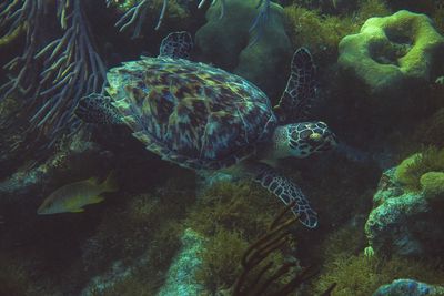 Close-up of turtle swimming in sea