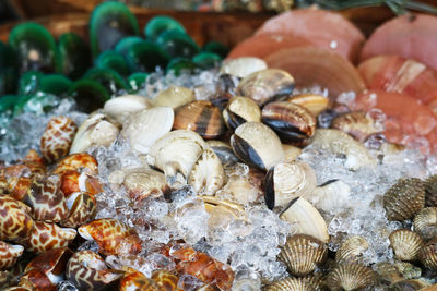 Close-up of shells for sale in market
