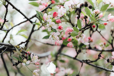 Close-up of pink cherry blossom on tree