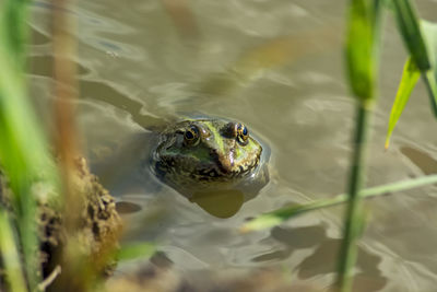 Close-up of frog swimming in lake