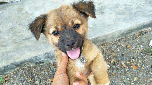 High angle view of a dog