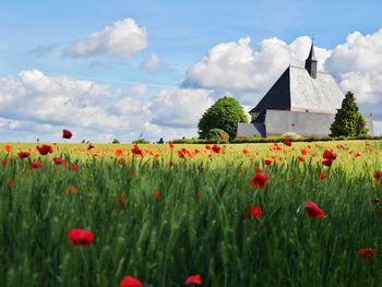View of flowering plants on field against cloudy sky