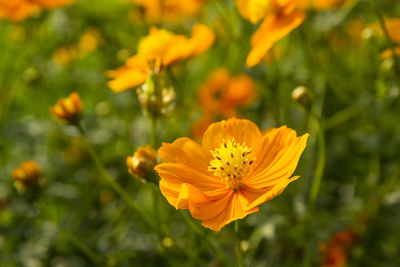 Cosmos sulphureus is also known as sulfur cosmos and yellow comos