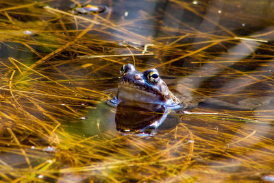 High angle view of frog in water