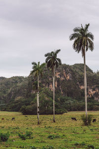 Palm trees on field against sky