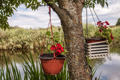 Close-up of potted plant hanging on tree trunk