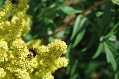 Close-up of bee pollinating on flower