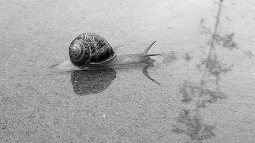 High angle view of snail on leaf