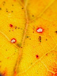Macro shot of leaf
