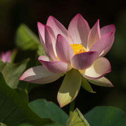 Close-up of pink water lily